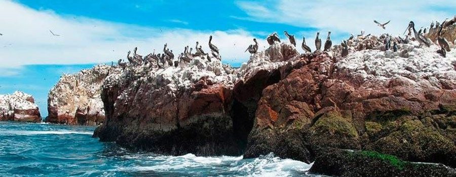 islas ballestas nazca ica paracas 1