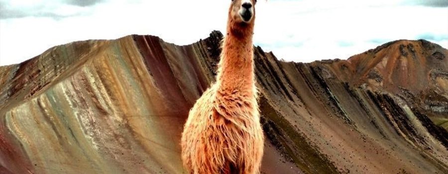 montaña palcoyo cusco 5